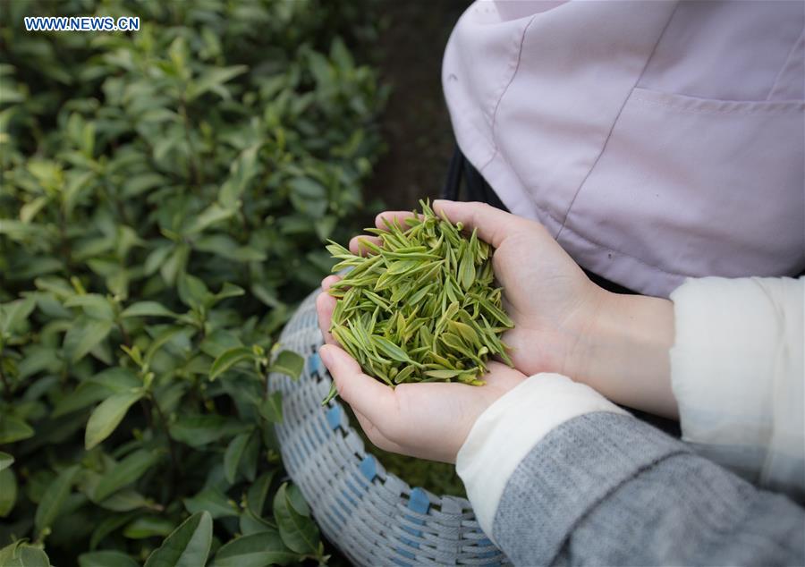 CHINA-ANJI-TEA BUSINESS (CN)