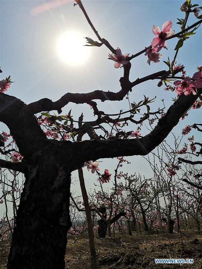 (BeijingCandid) CHINA-BEIJING-SPRING-SCENERY (CN)