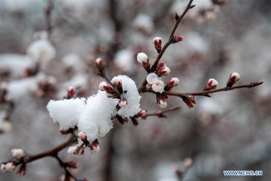 #CHINA-BEIJING-SNOWY SCENERY (CN)