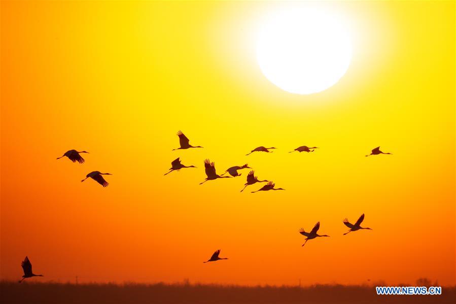 CHINA-JILIN-NATURE RESERVE-MIGRANT BIRDS (CN)