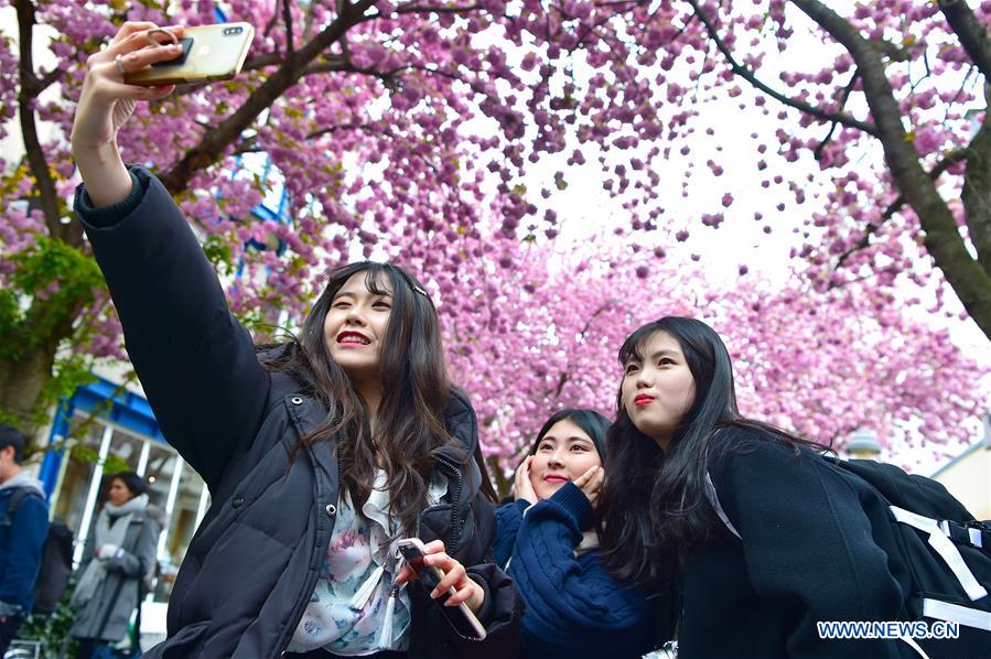 GERMANY-BONN-CHERRY-BLOSSOM