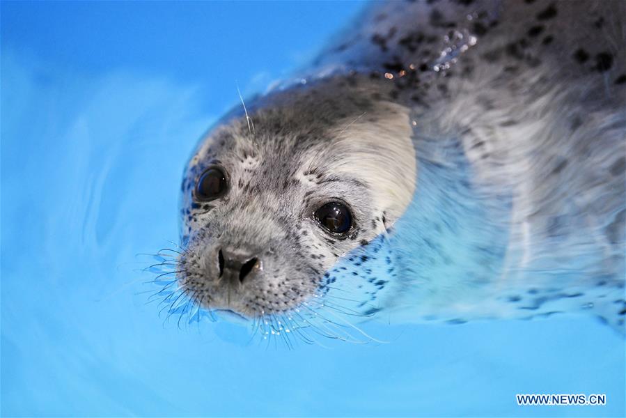 CHINA-HARBIN-SEAL KINDERGARTEN (CN)