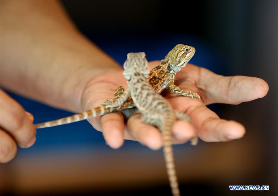 MYANMAR-YANGON-EXOTIC PET LOVER