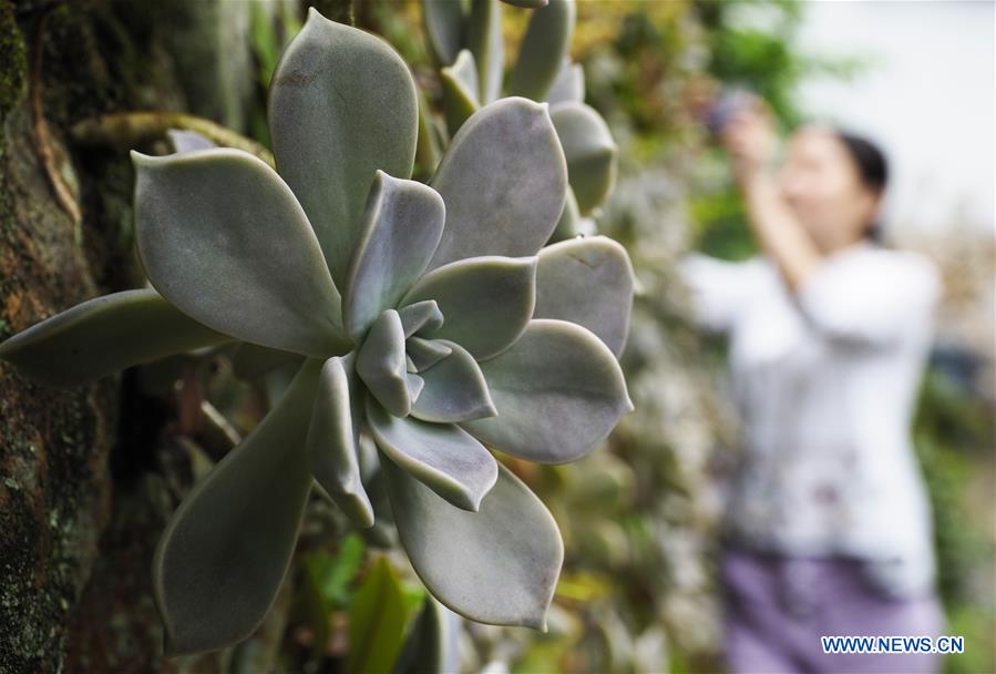 #CHINA-ZHEJIANG-LISHUI-SUCCULENT PLANTS (CN)