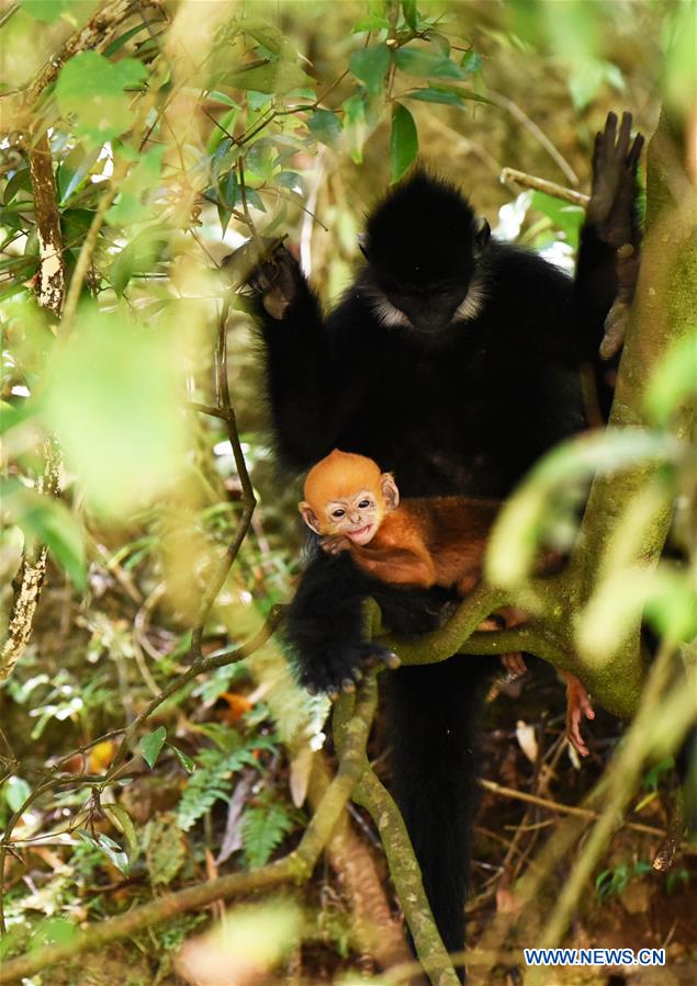 CHINA-GUIZHOU-FRANCOIS' LANGUR-PROTECTION (CN)