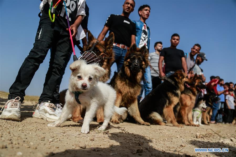 MIDEAST-GAZA-DOG SHOW