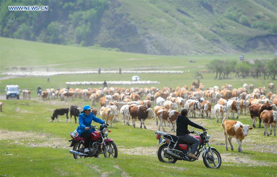 CHINA-INNER MONGOLIA-HERDSMEN-MIGRATION (CN)