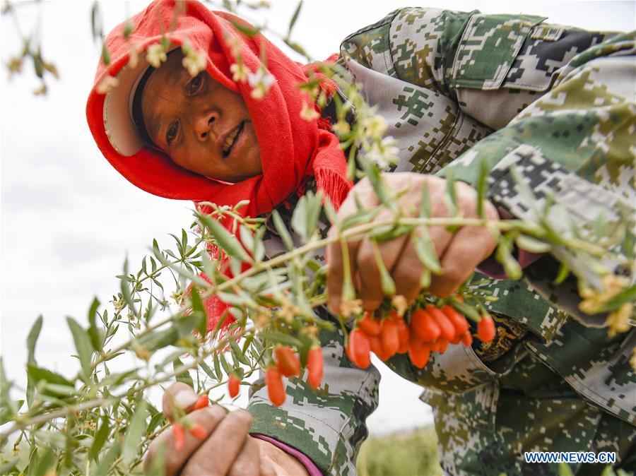 #CHINA-NINGXIA-WUZHONG-WOLFBERRY-HARVEST (CN)