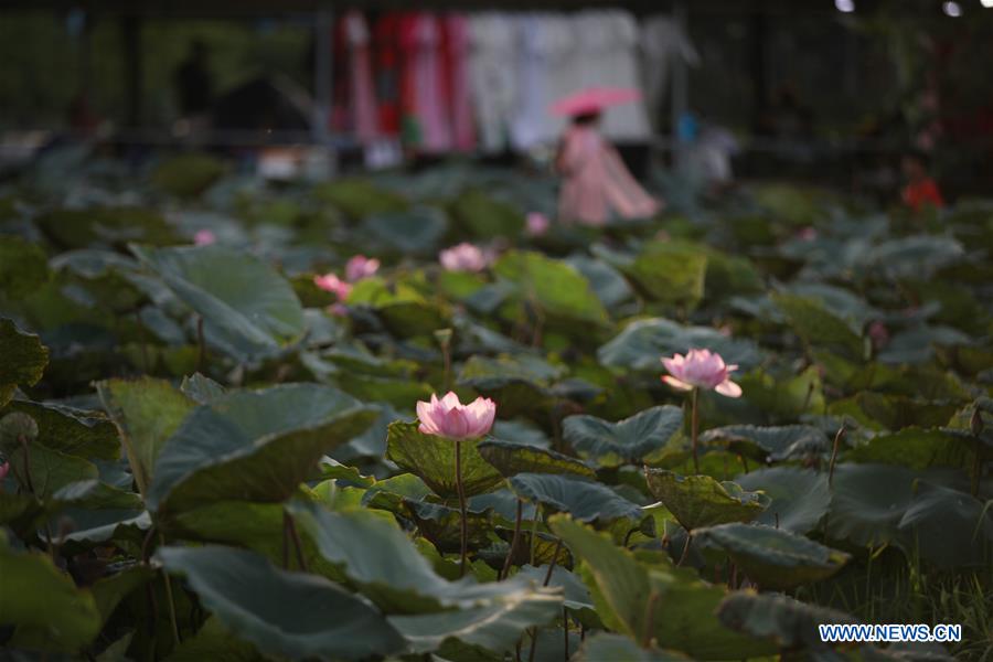 VIETNAM-HANOI-LOTUS-BLOSSOM