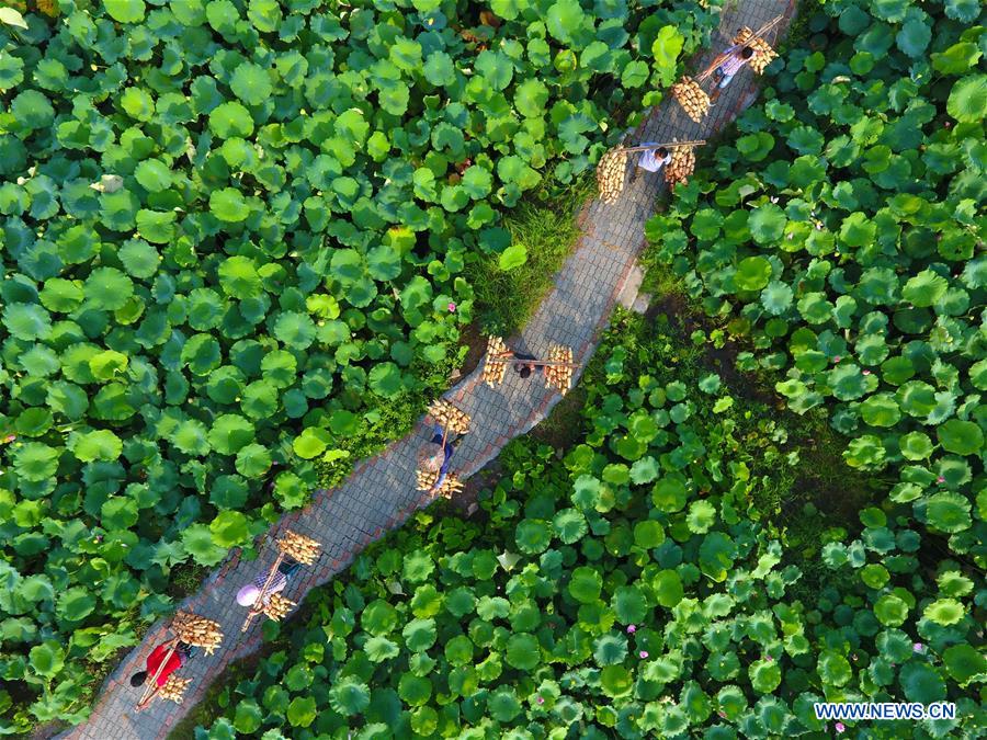 CHINA-GUANGXI-AGRICULTURE-LOTUS ROOT (CN)