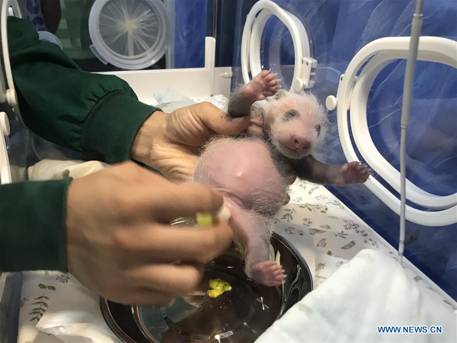 CHINA-CHONGQING-PANDA CUBS (CN)