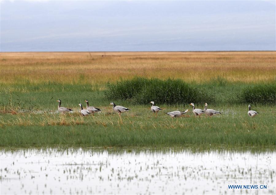 CHINA-GANSU-AKSAY-WILD ANIMAL PROTECTION (CN)