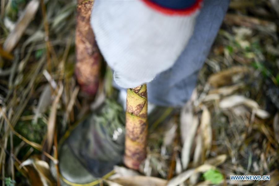 CHINA-CHONGQING-NANCHUAN-BAMBOO SHOOTS-COLLECTOR (CN)