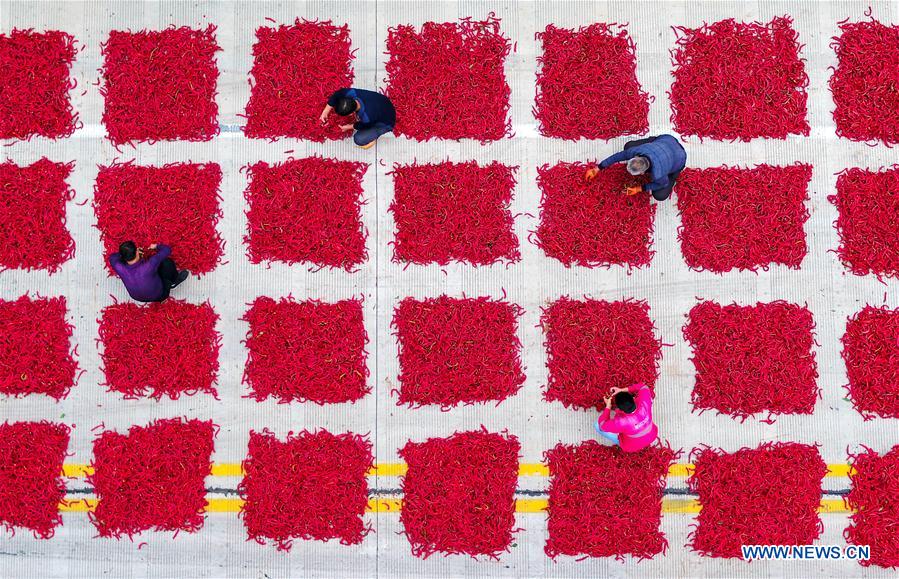 CHINA-HEBEI-JIZE COUNTY-CHILI HARVEST (CN)