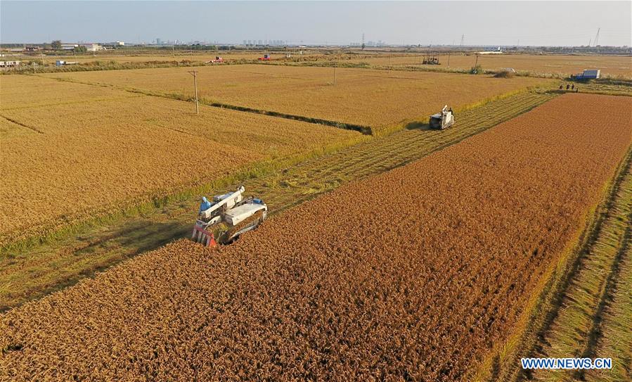 CHINA-HEBEI-HARVEST (CN)