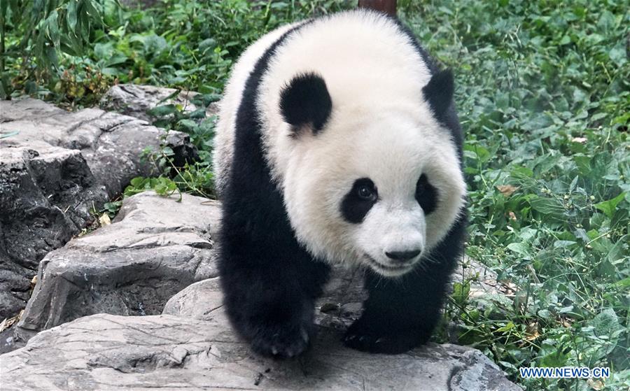 CHINA-BEIJING-ZOO-GIANT PANDA TWINS-DEBUT(CN)