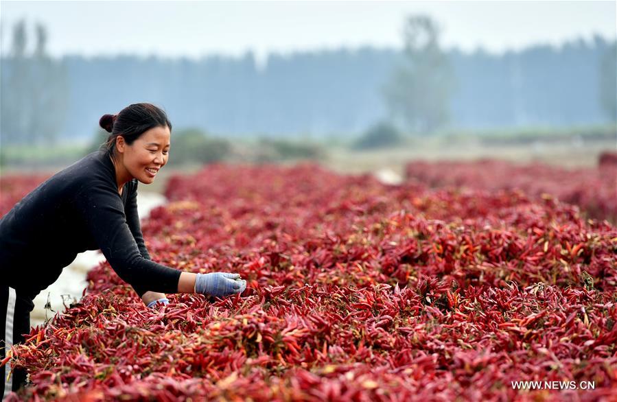 CHINA-HENAN-AGRICULTURE-CHILI PEPPER (CN)