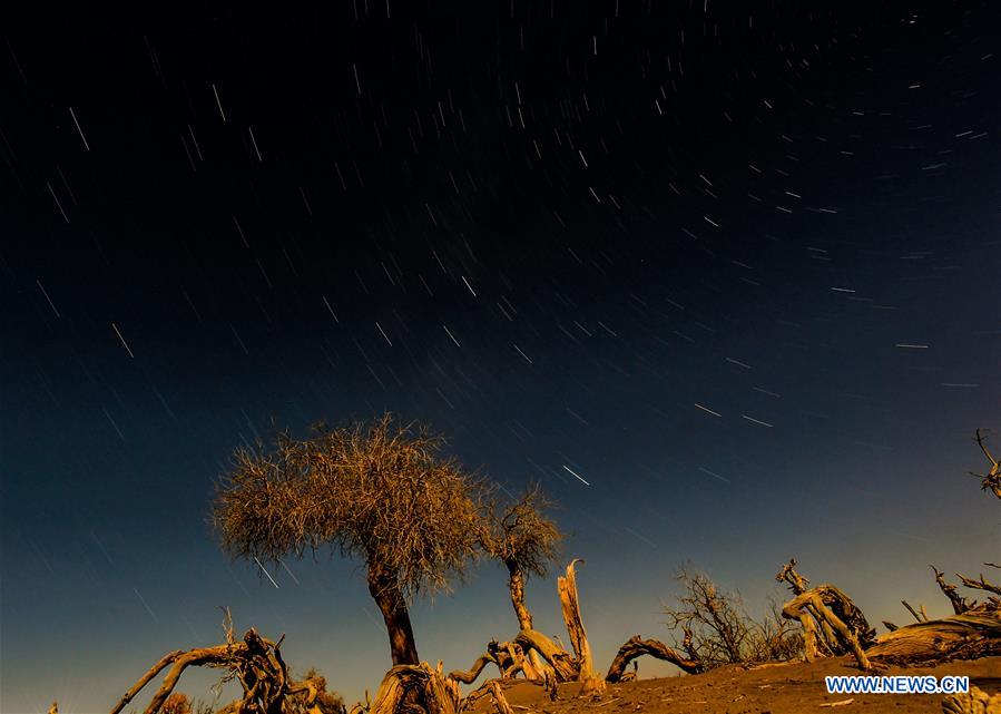 CHINA-INNER MONGOLIA-DESERT POPLAR TREES-SCENERY (CN)