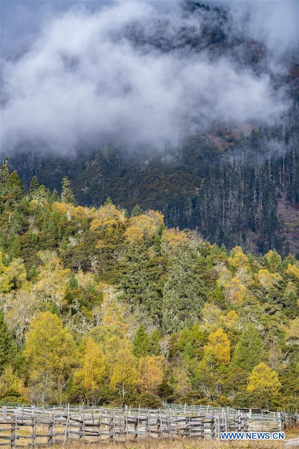 CHINA-TIBET-LULANG-SCENERY (CN)