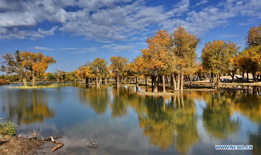 CHINA-INNER MONGOLIA-EJIN-POPULUS EUPHRATICA-SCENERY (CN)