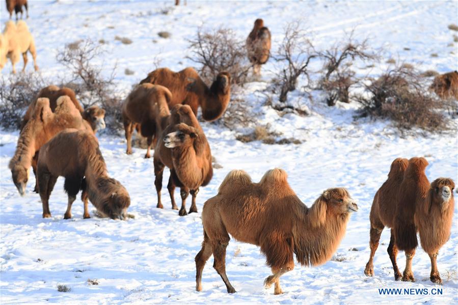 CHINA-XINJIANG-JEMINAY-CAMEL (CN)