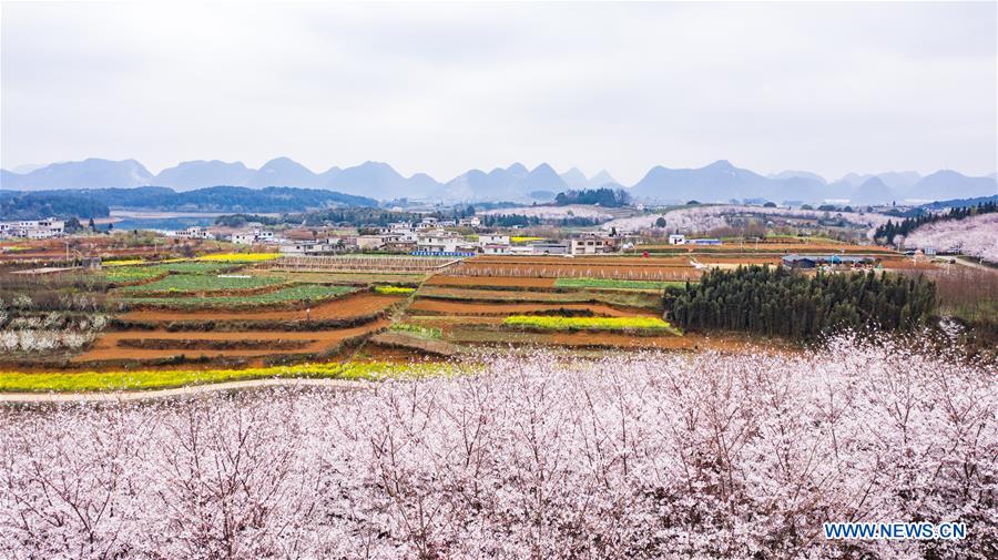 CHINA-GUIZHOU-GUIAN-CHERRY BLOSSOMS (CN)