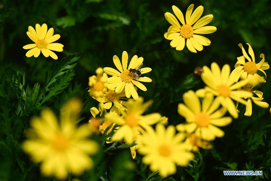 CHINA-ZHEJIANG-HANGZHOU-WETLAND PARK-FLOWER (CN)