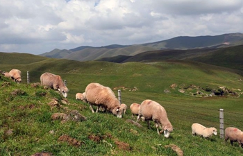 Scenery of Dahaicao Mountain in southwest China's Yunnan