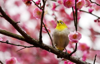 Wild bird rests on blossoming plum tree in Guiyang, SW China's Guizhou