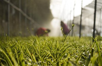 Springtime on the farm