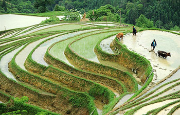 Aerial view of terraced fields in Miao ethnic village in SW China's Guizhou