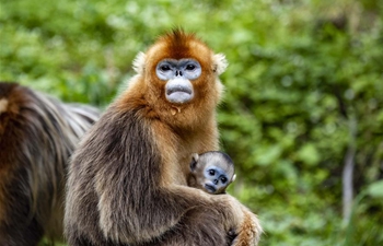 Golden monkeys seen in Shennongjia National Park, C China's Hubei