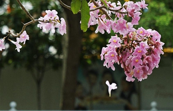 Trumpet tree flowers blossom in Singapore