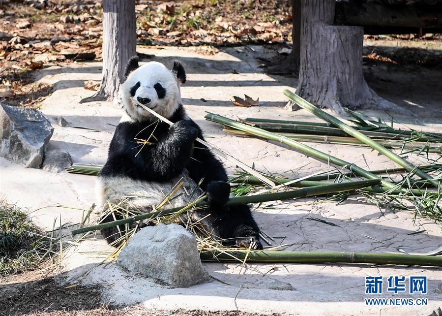 （社会）（1）大熊猫尽享冬日暖阳