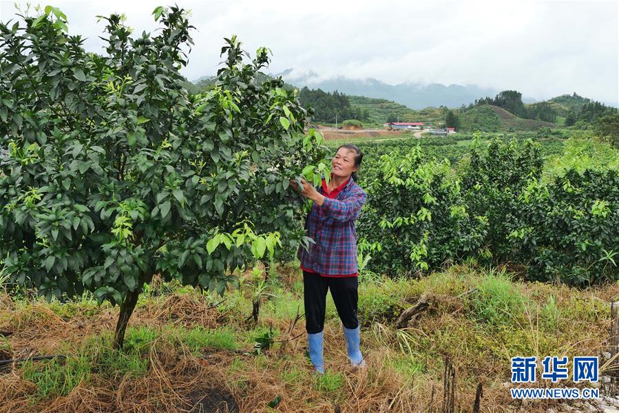 （决战决胜脱贫攻坚·图文互动）（10）同饮一江水 携手“斩穷根”——深圳对口广西河池、百色扶贫协作见闻